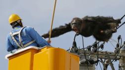 Japón: Chimpancé escapa de zoológico y trepa por cables de luz