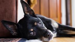 Ojo, la diabetes no discrimina a las mascotas