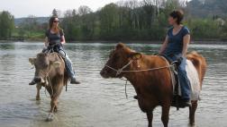 En esta granja de Suiza no se montan caballos, sino vacas
