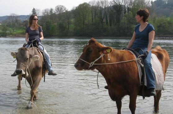 En esta granja de Suiza no se montan caballos, sino vacas