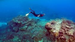 Critican a Australia por descuidar la Gran Barrera de Coral