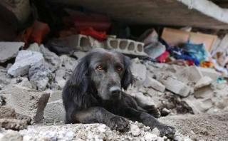 Ecuador: La historia del perro que no se movió de los escombros