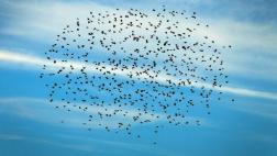 Los pájaros que vuelan 60 horas para cruzar el Sáhara