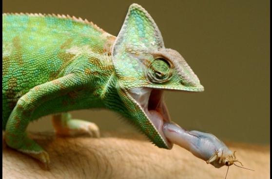 Los secretos de la lengua más rápida del reino animal