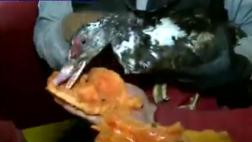 Rescatan a pato en Ecuador 5 días después del terremoto