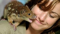 Australia busca evitar la desaparición de los dasyurus