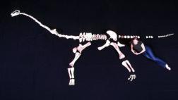 Fósil revela qué tan rápido crecían los Rapetosaurus