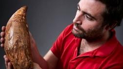Esta pieza tiene 5 millones de años: ¿Puedes adivinar qué es?