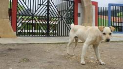 Junín registró 4.242 casos de mordeduras de perro en el 2015