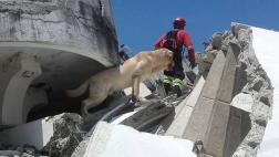 Perro rescatista murió luego de salvar varias vidas en Ecuador