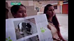 Suman 76 los perros que murieron envenenados en Cañete