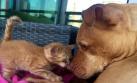Un pitbull y una gata disfrutan de tierna amistad en Facebook
