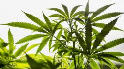 La marihuana medicinal en el Perú