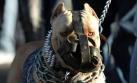 Argentina: 8 años de cárcel a dueño de pitbull que mató a niño