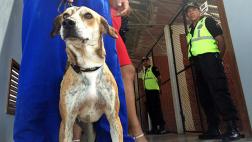 Surco invita a cuidar y a adoptar mascotas