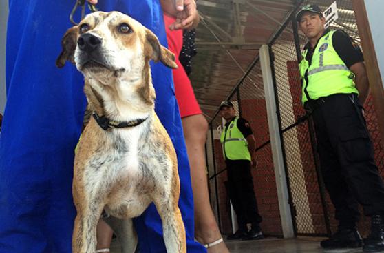 Surco invita a cuidar y a adoptar mascotas