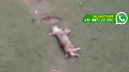 El Agustino: vecina denuncia abandono y matanza de gatos