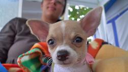Elige tu mascota según tu personalidad