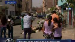 Santa Anita: delincuentes envenenan a 12 perros y dos gatos