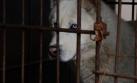 La carne de perro cada vez menos popular en Corea del Sur