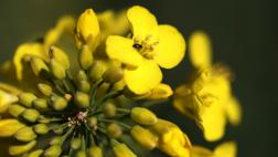 China: investigan plantas y animales para mejorar salud