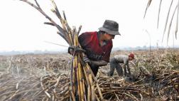 Huelga paraliza la producción de 30 mil toneladas de azúcar