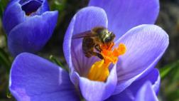 Reúnen firmas contra pesticidas "asesinos de abejas" de Bayer