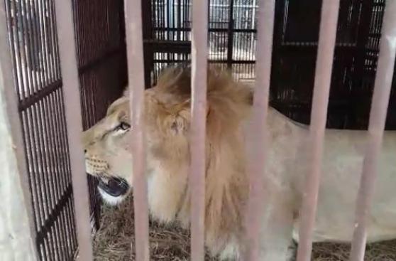 Los 33 leones rescatados partieron de Lima hacia Sudáfrica
