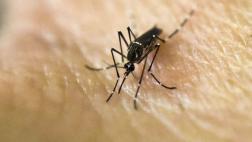 Aprueban primera prueba comercializable para detectar el zika