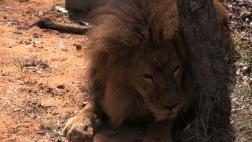 Leones rescatados de circos sudamericanos ya están en Sudáfrica