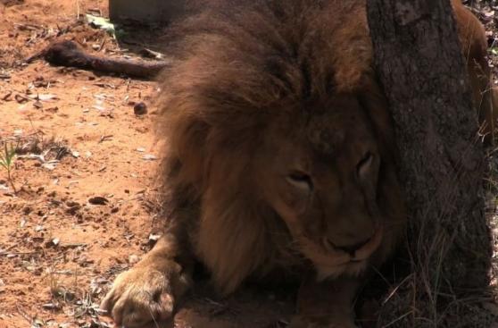 Leones rescatados de circos sudamericanos ya están en Sudáfrica