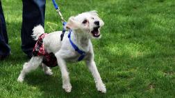 ¿Qué hacer si mi perro ladra demasiado?