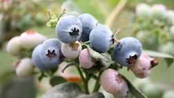 Adex: Exportación de arándanos subirá a US$300 mlls. este año