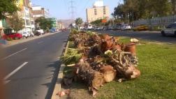 Los Olivos: Lima reconoce que autorizó tala a pedido de empresa