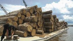 Ucayali: continúa lucha contra tráfico de madera