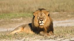Zimbabue venderá animales salvajes debido a la intensa sequía