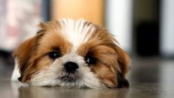 7 síntomas para detectar artritis en mascotas