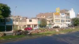 Los Olivos responsabiliza a Lima por tala en Av. Las Palmeras