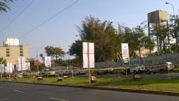 Los Olivos multó con 400 mil soles a empresa que taló palmeras