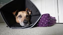 Las alergias más comunes en mascotas
