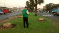 Los Olivos: OEFA pide datos a municipios por tala de palmeras