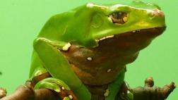 Usaban hongos y ranas como drogas en 'raves'