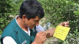 Senasa alerta posible ingreso de insecto que afecta cítricos