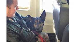 Aerolínea fue ovacionada por salvar mascotas