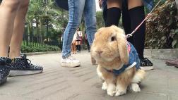 ¿Quieres conejo? Primero aprende cómo cuidarlo