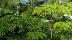 Moringa, el ‘árbol de la vida’