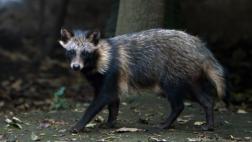 El tierno animal que Suecia quiere eliminar