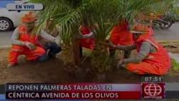 Los Olivos: plantaron 120 palmeras en reemplazo de las taladas