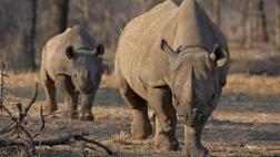 Enviarán 80 rinocerontes a Australia para evitar su extinción