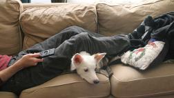 ¿Los perros y gatos ven televisión?
